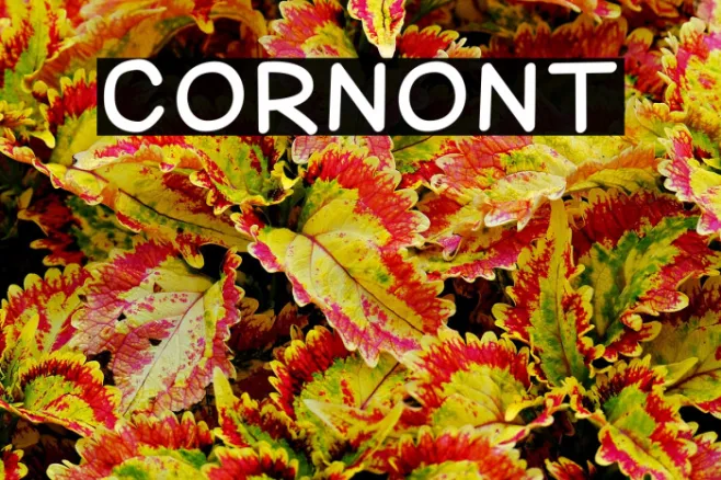 Corn Example 3