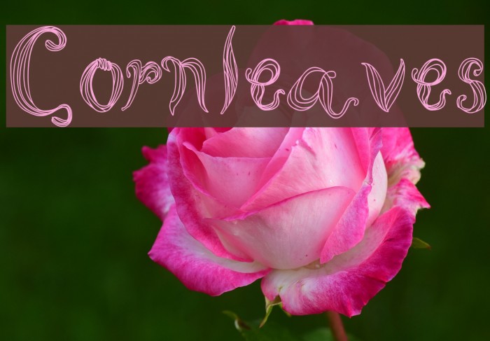 Cornleaves Example 2