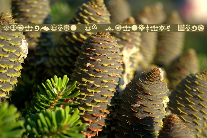 Cornucopia of Ornaments Fpur Example 2