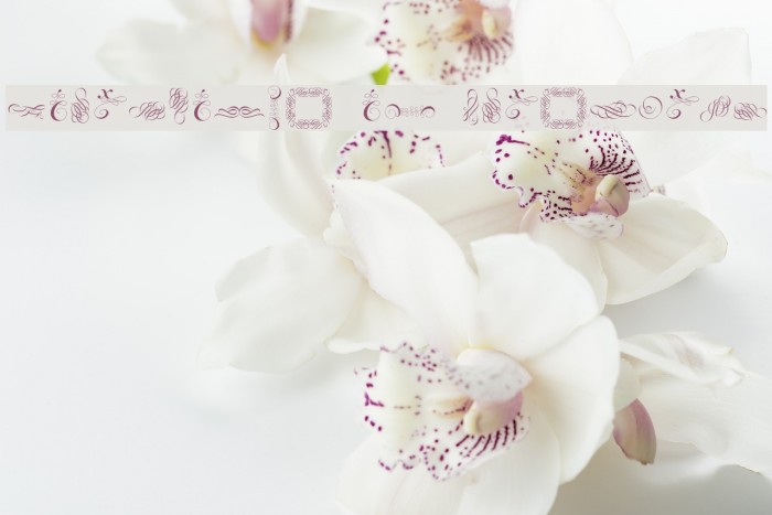 Cornucopia of Ornaments Font examples