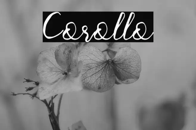 Corollo Font examples