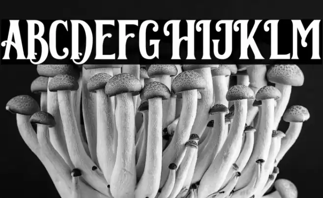 Corona Regular Font examples