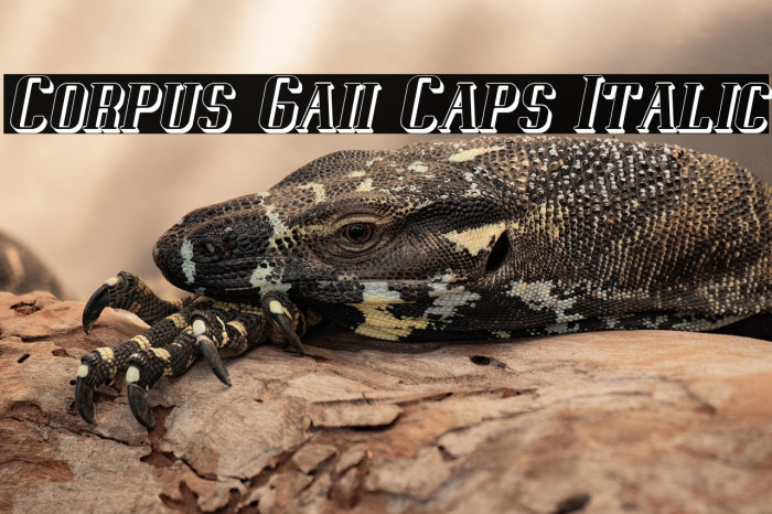 Corpus Gaii Caps Italic Example 2