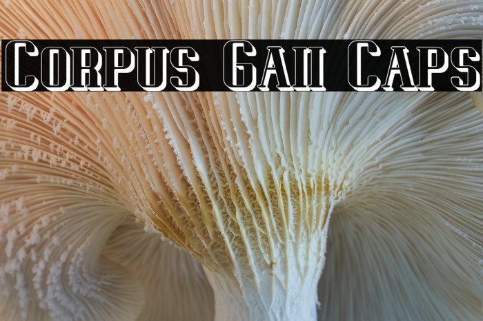 Corpus Gaii Caps Example 3