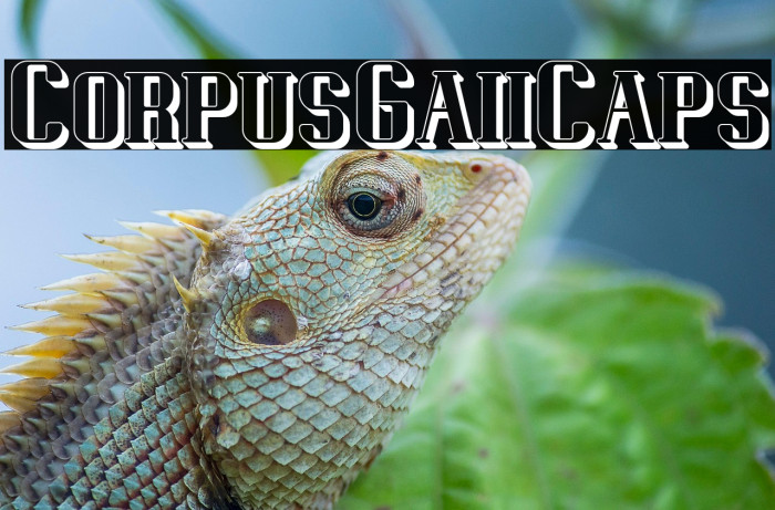 CorpusGaiiCaps Example 3