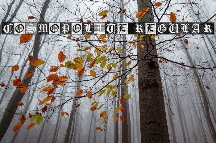 Cosmopolite Regular Example 1