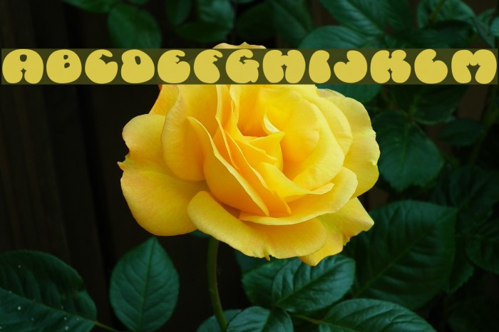 Cosmoscandy Font examples