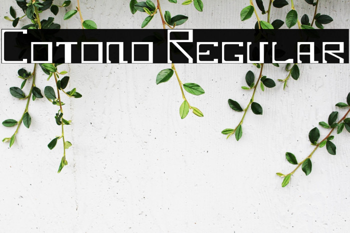 Cotono Regular Example 1