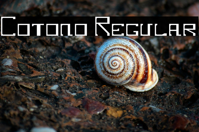 Cotono Regular Example 3