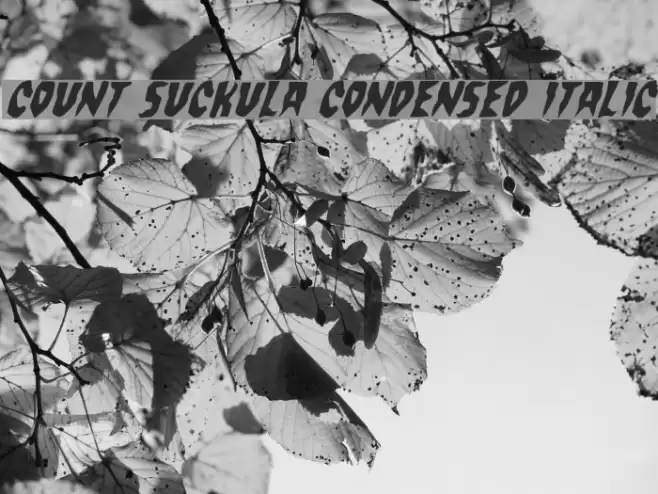 Count Suckula Condensed Italic Font examples