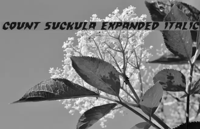 Count Suckula Expanded Italic Font examples