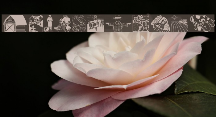 CountryLife Example 1