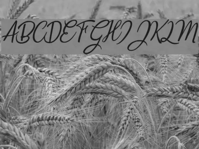 Countryside two Font examples