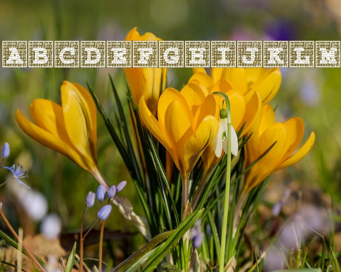 Courier Initials Font examples