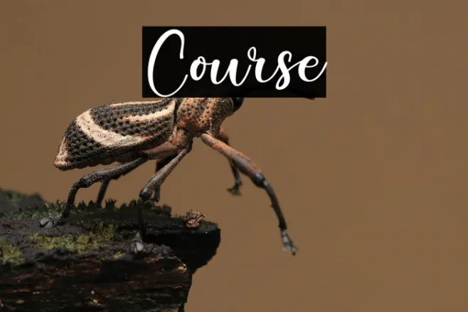Course Example 3