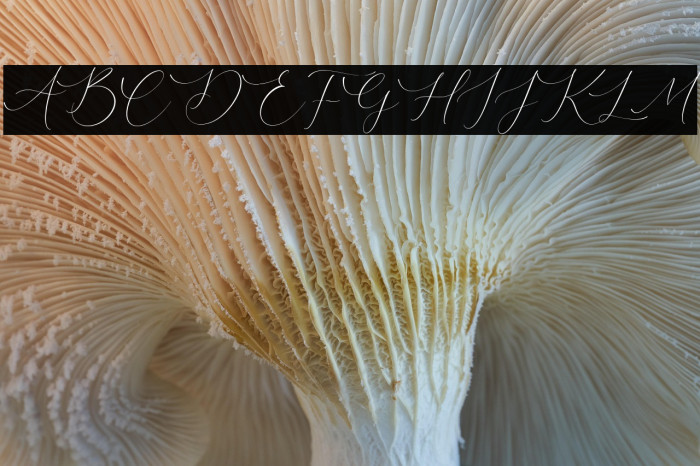 Courtney Martines Example 1