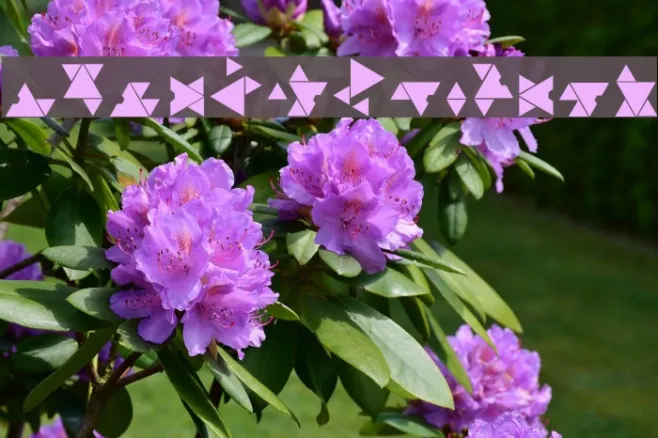 Covenant Example 1