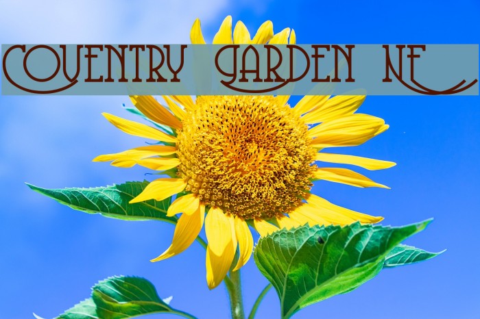 Coventry Garden NF Font examples