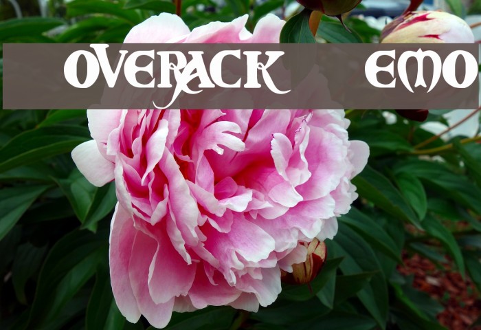Coverack Demo Шрифта examples