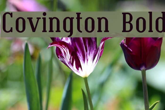 Covington Bold Font examples