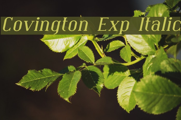 Covington Exp Italic Font examples