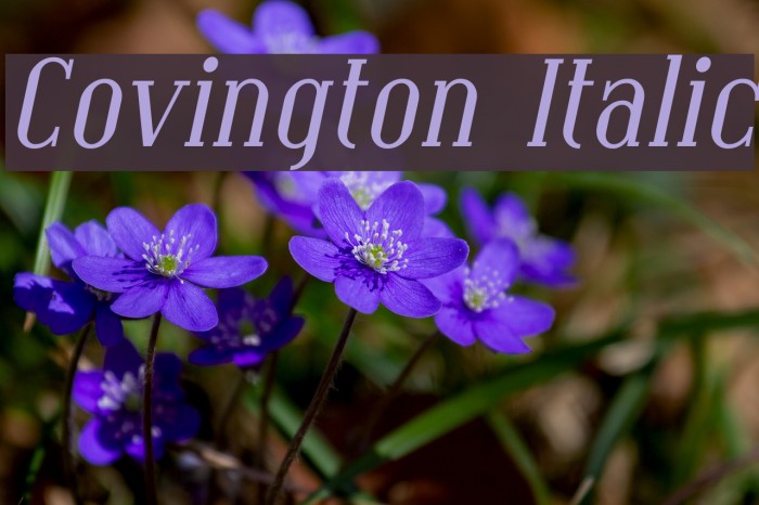 Covington Italic フォント examples