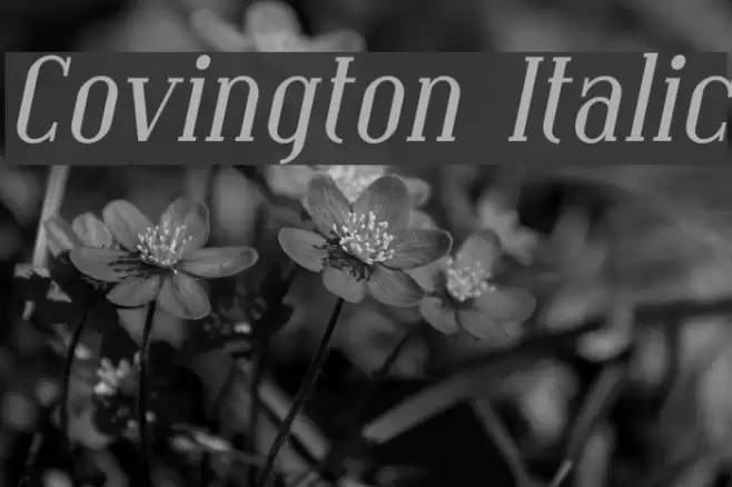 Covington Italic フォント examples