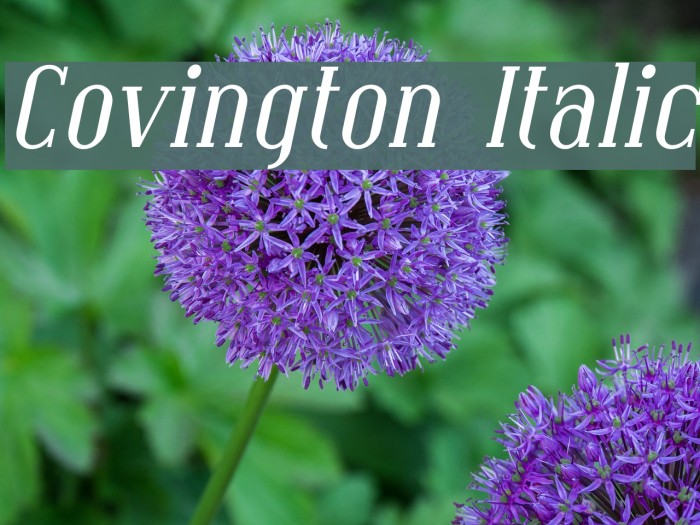 Covington Italic フォント examples