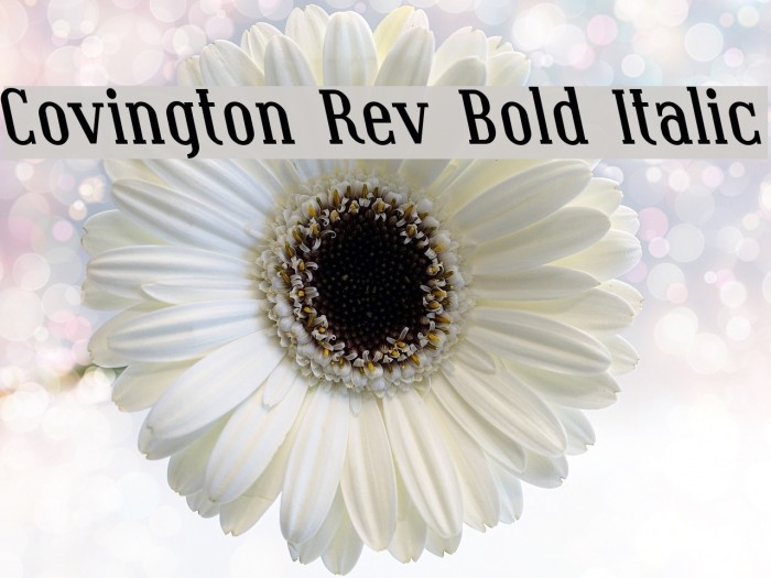 Covington Rev Bold Italic Font examples