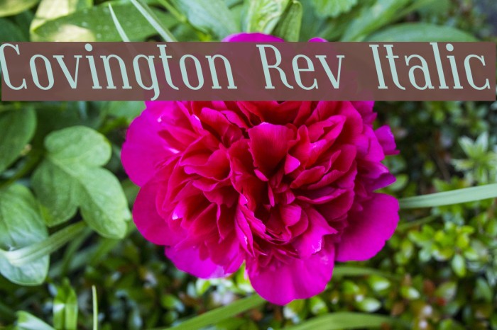 Covington Rev Italic Font examples
