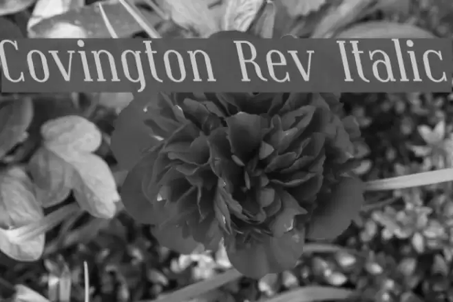 Covington Rev Italic Fuentes examples