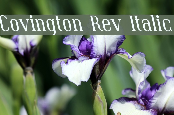 Covington Rev Italic Font examples