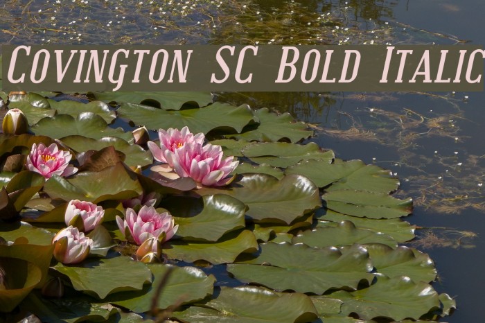 Covington SC Bold Italic Font examples