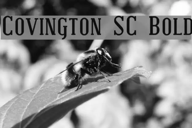 Covington SC Bold Font examples