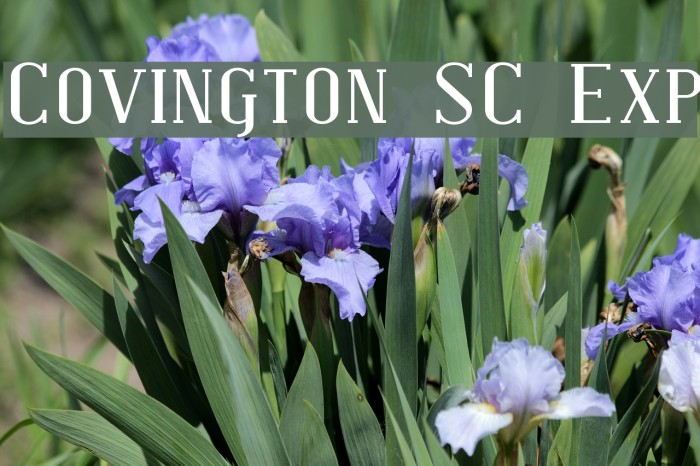 Covington SC Exp Font examples