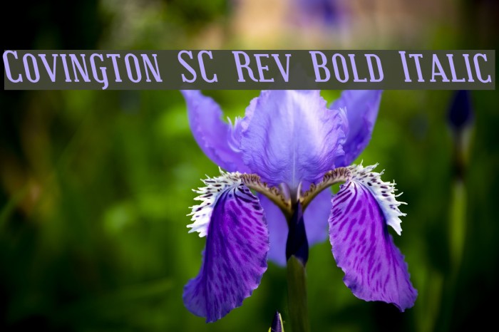 Covington SC Rev Bold Italic Font examples