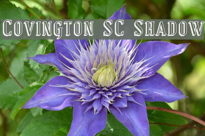 Covington SC Shadow Font examples