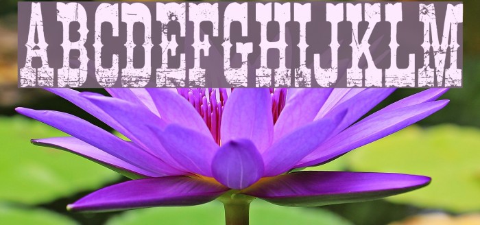 Cowboy Movie Example 3