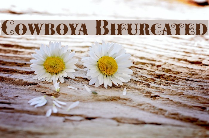 Cowboya Bifurcated Example 1