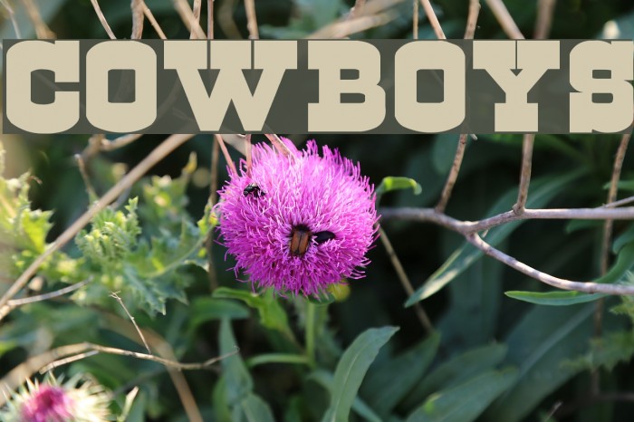 Cowboys フォント examples