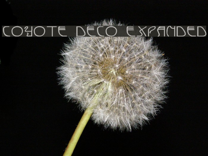Coyote Deco Expanded Шрифта examples