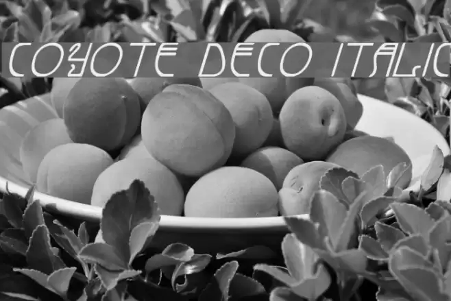 Coyote Deco Italic Font examples