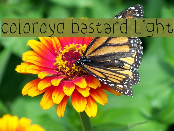 coloroyd bastard Light Font examples