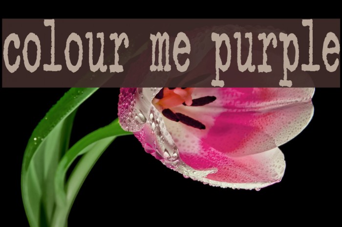 colour me purple Font examples