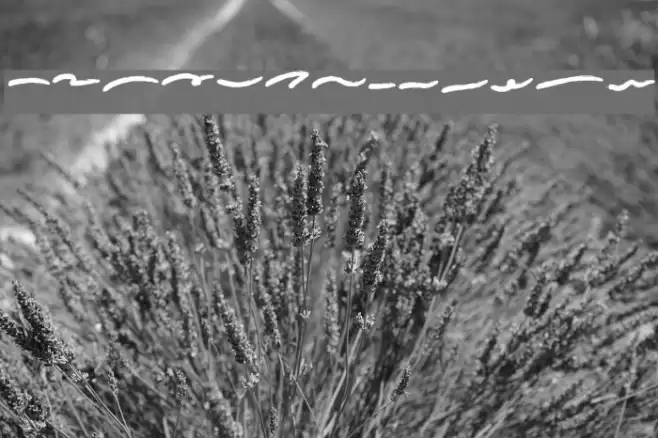 conflict ornamen Font examples