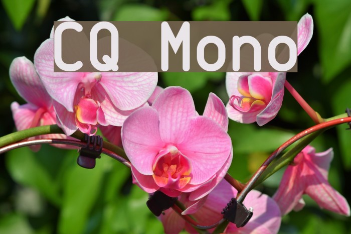 CQ Mono Font examples