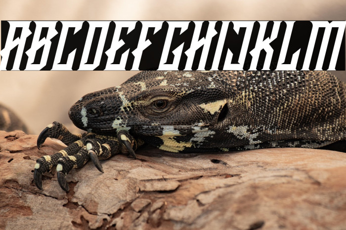 CRAWLER Italic Demo Example 3