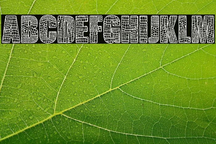 CREATURE PERSONAL USE Bold Example 3