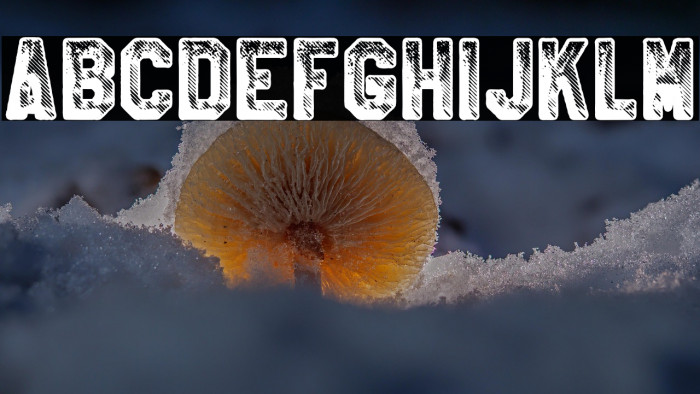 CRICKET PERSONAL USE Bold Example 1