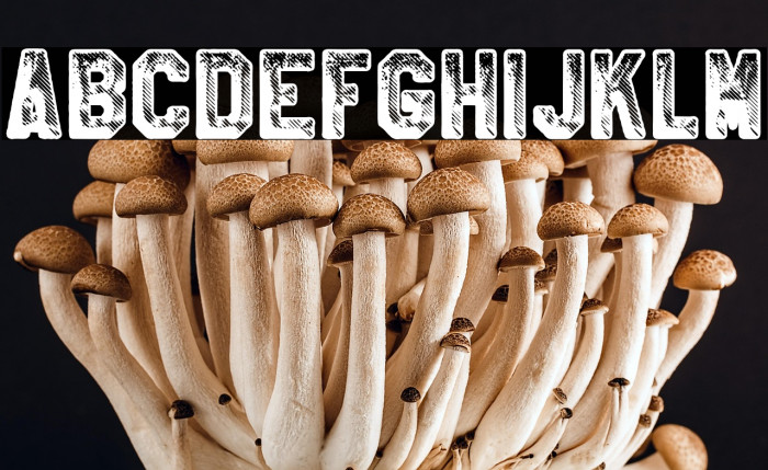 CRICKET PERSONAL USE Bold Example 3